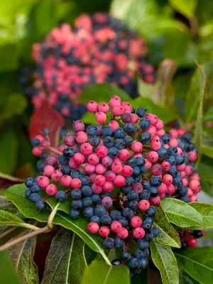 Link to Viburnum Brandywine&#153;