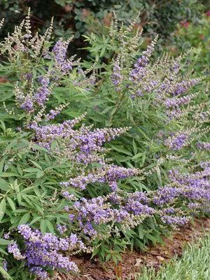 Link to Vitex Rock Steady