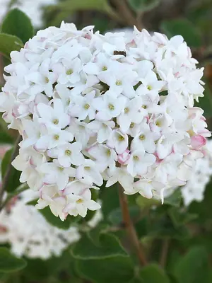 Link to Viburnum Spice Baby&#153;